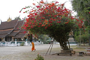 LAO-Munkit temppelialueella Luang Prapangissa_1